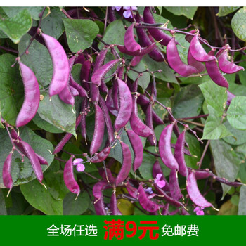 紫扁豆种子紫眉豆紫红色早熟豆种冬季春秋芸四季豆籽盆栽蔬菜种孑紫扁豆8g装约粒 紫皮 图片价格品牌报价 京东 紫扁豆种子紫眉豆紫红色早熟豆种冬季春秋芸四季豆籽盆栽蔬菜种孑紫扁豆8g装约粒 紫皮 图片价格品牌报价 京东