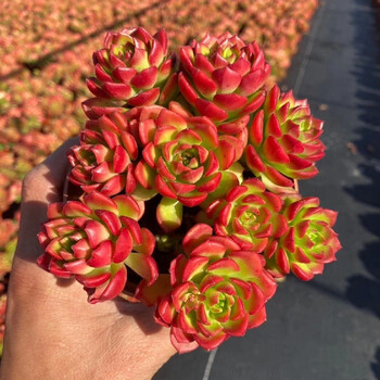 老桩多头群生多肉植物老桩盆栽肉肉新手植物办公室创意花卉绿植火焰