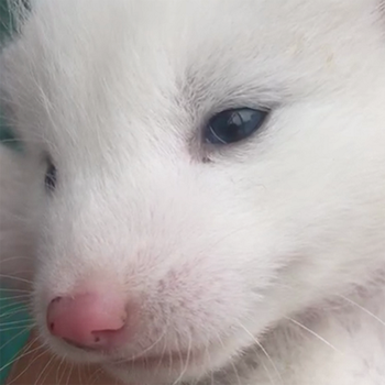 doubleyellow宠物狐狸活体雪狐白狐蓝狐家养萌宠迷你另类犬科蓝眼白狐