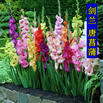 春秋季宿根花卉种子剑兰种球根苗庭院花种子唐菖蒲种球根菖兰盆栽花卉四季种易活花籽阳台观花植物剑兰种球混色 春秋季宿根花卉种子剑兰种球根苗庭院花种子唐菖蒲种球根菖兰盆栽花卉四季种易活花籽阳台观花植物剑兰种球混色