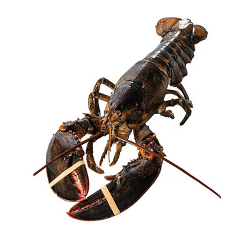 万鲜满波士顿龙虾特大波龙海鲜水产澳洲澳龙生冻冷冻大龙虾 波士顿(9