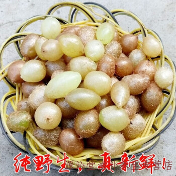 贵州新鲜石黄皮中药材 深山现挖精选肾蕨子果化狗儿1份3斤装