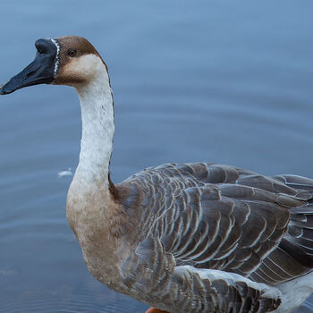 工匠头一斤狮头鹅幼崽一个月特大狮头鹅活鹅小苗半大鹅活苗纯种狮子头