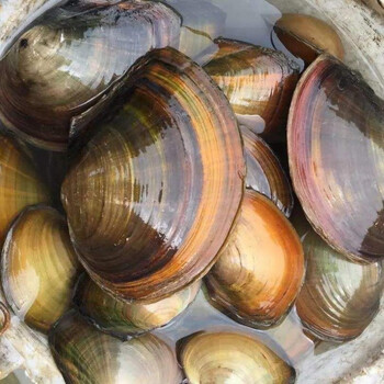 最洽淡水河蚌河蚌肉新鲜活体现杀去壳蚌肉冷冻食用河蚌斧足肉冰冻河蚌