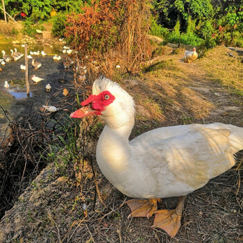 福建老番鸭山林放养正番鸭红脸三年老鸭子肉整只杀前85斤杀后净重7斤