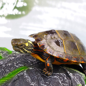 易萌乌龟活物西锦龟活体红腹西部锦龟深水龟鱼缸混养宠物观赏龟吃垃圾