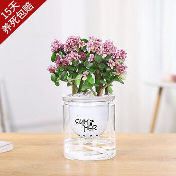 开时果 多肉植物仙人球仙人掌小盆栽桌面植物 肉肉组合办公室内绿植花卉 金枝玉叶+懒人自动吸水盆