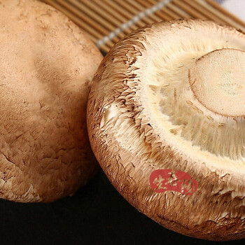 小褐菇2斤portobellomushroom惠灵顿食材秋冬火锅爽小菇新鲜食用菌