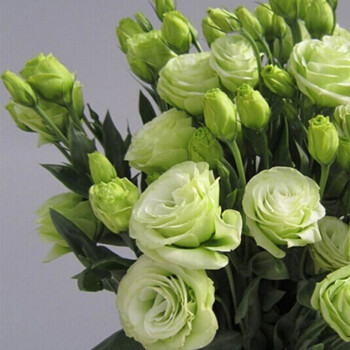 洋桔梗花苗 洋桔梗花苗小苗露西塔系列重瓣切花洋桔梗z5 露西塔绿色