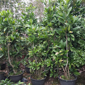 夜合花苗盆栽 夜香木兰 庭院四季开花植物 花朵洁白夜来香 实拍精品十