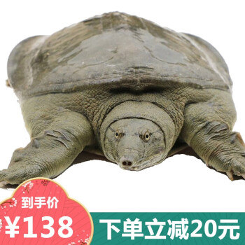 周力天水产商品:大甲鱼和王八的选择|价格历史走势和销量趋势分析