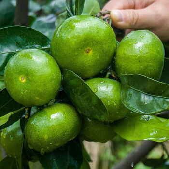 青皮蜜桔子的功效与作用是什么(青皮蜜桔子的功效与作用是什么呢)