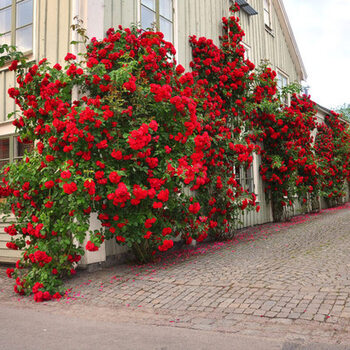 十大爬藤月季排名(十大爬藤月季排名勤花)