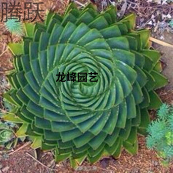 龙峰   旋转芦荟芦荟女王种子多肉种子 旋转芦荟 南非多肉植物种子