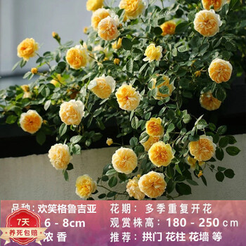 欧芽    多季开花蔷薇花苗欧月藤本月季大苗爬藤庭院浓香大花阳台花卉盆栽 欢笑格鲁吉亚(藤本) 大苗(1-1.3米)开花多多