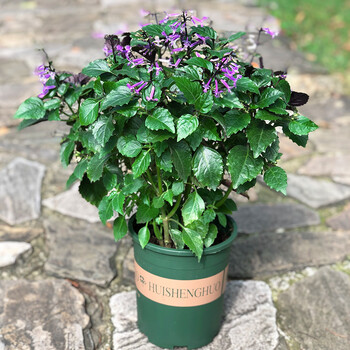 薰衣草盆栽莫纳特丽莎阳台室内绿植吸毒草植物 特丽莎薰衣草(一加仑盆