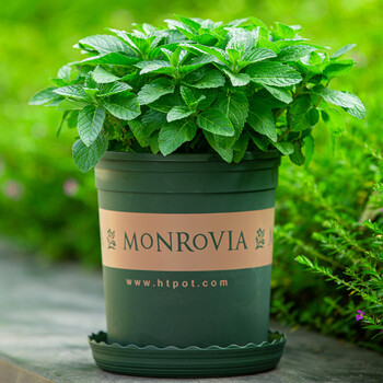 麦桑荷薄荷盆栽大盆可食用香草室外好养绿植阳台植物净化空气驱蚊草大