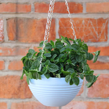 吊兰植物盆栽室内吊兰客厅卧室绿植花卉 蓝色吊盆 吸毒草 不含盆