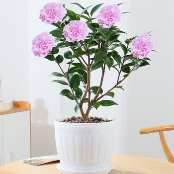 致荟树茶花树苗 致荟树茶花树苗室内阳台盆栽室外庭院别墅地栽绿植花卉风景四季常青绿化树苗木风景树苗茶花60cm高树形好 行情报价价格评测 京东