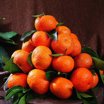 新鲜水果砂糖橘500g(泰州财政局专供)