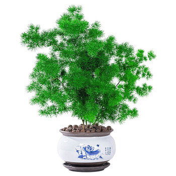 采缇 蓬莱松盆栽植物室内花卉去甲醛四季常青生肖猴桌面绿植小盆景