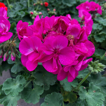 直立天竺葵盆栽多年生阳台庭院花园多季开花植物花期长易爆盆天竺葵玫