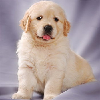 纯种金毛活体狗狗金毛犬幼犬巡回猎犬中型犬导盲犬宠物狗幼崽宠物级s