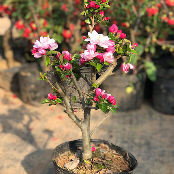海棠花盆栽树苗四季开花老桩带花苞长寿冠阳台庭院花卉绿植物盆景西府海棠5年大苗 1棵装 不含盆 图片价格品牌报价 京东