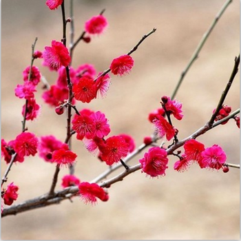 关注店铺联系客服花语奇萌清来专卖店红梅花盆栽素心腊梅韵沃庭院阳台