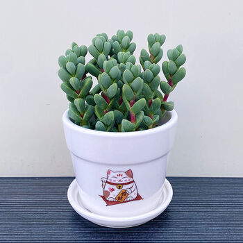 招财元宝(招财猫陶瓷盆图随机)