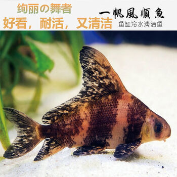荣郁一帆风顺鱼胭脂观赏鱼冷水清道夫亚洲美人鱼清洁工淡水鱼垃圾鱼