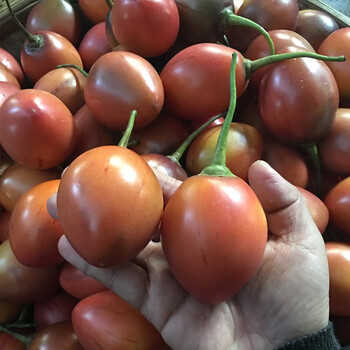 云南德宏傣族新鲜洋番茄大树番茄 傣味蘸水洋酸茄烧烤沾水500g 2公斤