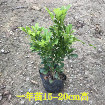米兰花盆栽米兰花室内阳台庭院盆栽绿植四季开花浓香型花卉1年苗不含盆 图片价格品牌报价 京东