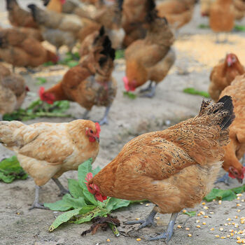 春光岛顺丰老母鸡26斤正宗农家散养老母鸡土鸡月子走地鸡笨鸡2年老