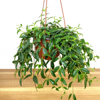 绿植盆栽花卉垂吊室内桌面客厅小盆栽 柳叶吊兰(原盆原土) 含盆【图片