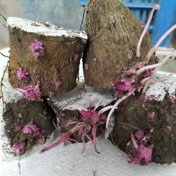 细辛紫山药大脚板薯四季种紫皮山药春季菜种大全秤砣粉葛种苗毛紫薯