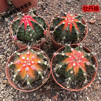 园艺稀有牡丹锦实生彩色仙人球开花仙人掌办公室多肉植物盆栽花牡丹锦6 7cm 四颗 裸根不带土 图片价格品牌报价 京东