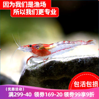 云峰海瑞活虾:让您享受水族乐趣