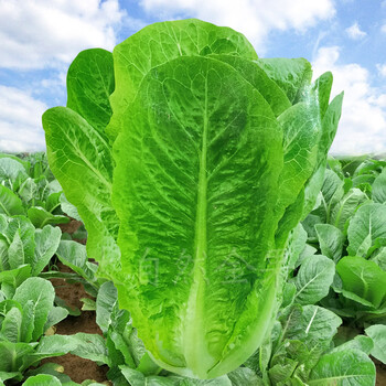 大罗马直立生菜/原包装10克