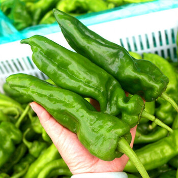 保证现摘5斤装辣椒新鲜尖椒青辣椒虎皮青椒1斤蔬菜新鲜辣椒现摘农家