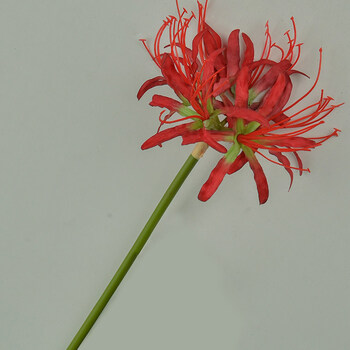 彼岸花干花仿真昙花单支绢花干花束古风汉服拍照手持彼岸花创意装饰假花道具彼岸花 全红 单支 图片价格品牌报价 京东 彼岸花干花仿真昙花单支绢花干花束古风汉服拍照手持彼岸花创意装饰假花道具彼岸花 全红 单支 图片价格品牌报价 京东