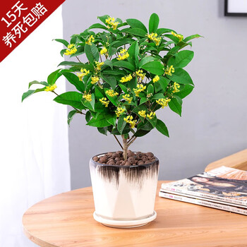 开时果 桂花树盆栽老桩浓香型 四季桂花树苗卉室内植物客厅绿植盆景 【约40-50cm】泼墨白瓷盆+底托 （加享 肥料）