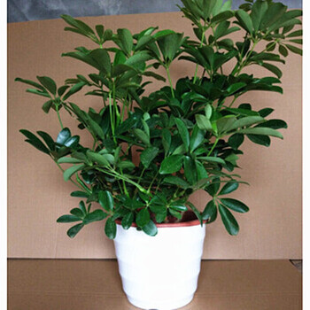 伟伟 鸭脚木鸭掌木盆栽植物室内大型树客厅绿植 30-40cm饱满 含盆