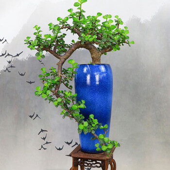 自然岛zirandao悬崖老桩金枝玉叶盆景造型老桩罕见多肉植物稀有品种大