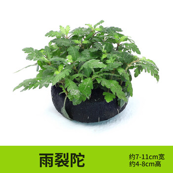 绿伴水草活体真水草阴性植物金鱼缸造景套餐水族箱造景水草缸鱼缸沉木装饰品生态鱼缸布景小型树根水榕雨裂坨草 图片价格品牌报价 京东