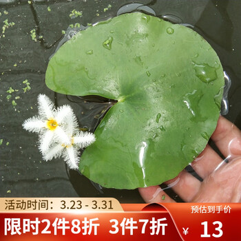 鱼缸造景水草活体浮萍一叶莲浮萍浮性水草水生植物心形一叶莲龙骨瓣鱼缸造景装饰大叶一叶莲 8 18cm左右 浮萍水草 图片价格品牌报价 京东 鱼缸造景水草活体浮萍一叶莲浮萍浮性水草水生植物心形一叶莲龙骨瓣鱼缸造景装饰大叶一叶莲 8 18cm左右 浮萍水草 图片价格品牌报价 京东