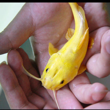 jypet黄金招财猫鱼活体红龙金龙配鱼大型观赏鱼热带鱼混养鱼水族活体