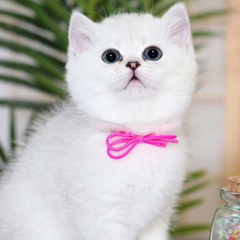 赠礼包 一尾猫舍英国短毛猫幼猫英短蓝猫活体 英短银渐层活体蓝白 宠物小猫咪活体猫活物宠物猫幼崽颜值s级银渐层 图片价格品牌报价 京东