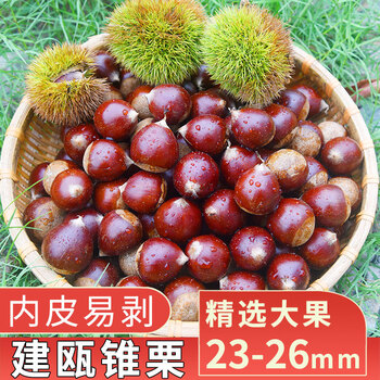 中鲜生2023年福建建瓯新鲜锥栗 现摘高山生栗子精选大果 3斤装【老树锥栗】精选大果