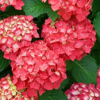 花型花色二:火焰大红 (防潮塑封装)绣球种子两包